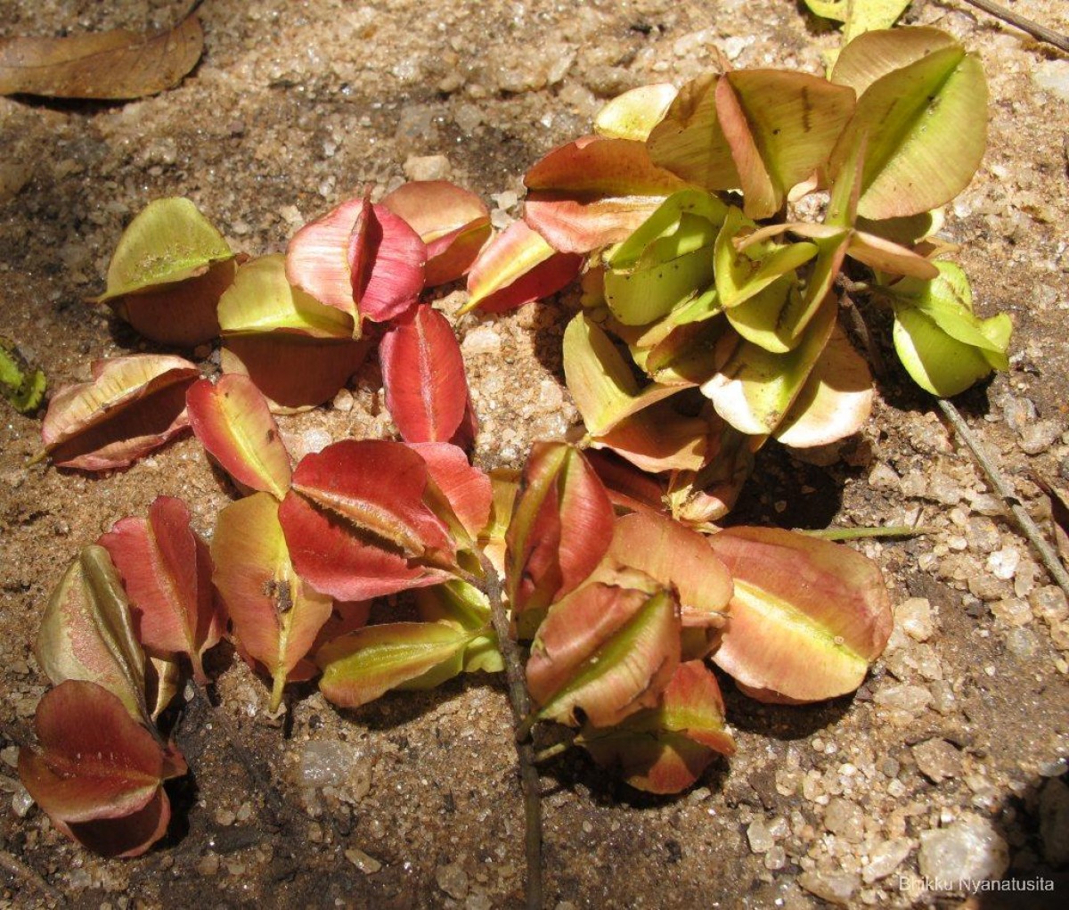 Combretum albidum G.DonRoxb. ex G.Don